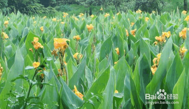 美人蕉盆栽的养护及注意事项