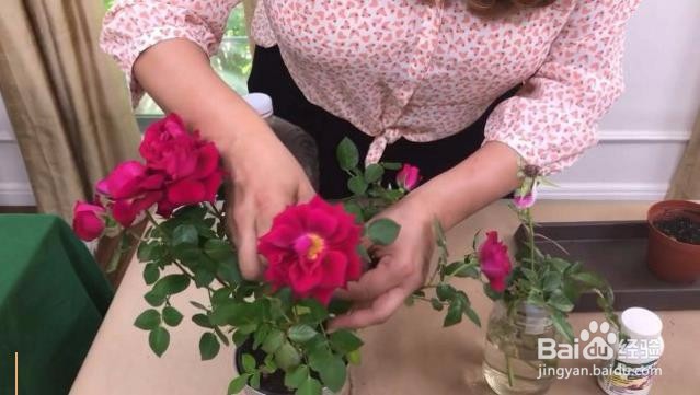 在家怎么栽种一盆美美的玫瑰？