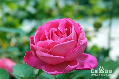 月季花的养殖方法