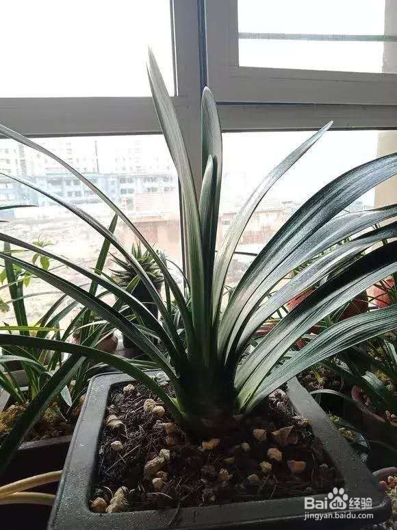 年后君子兰结果子,1个小技巧变成君子兰大户!