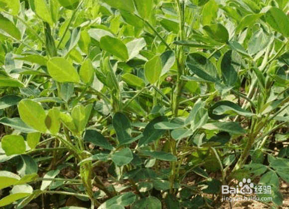 花生烂果的原因及解决方法