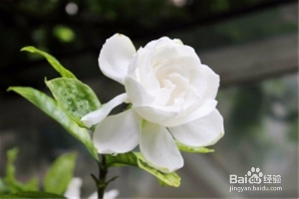 栀子花的养殖方法和注意事项有哪些?