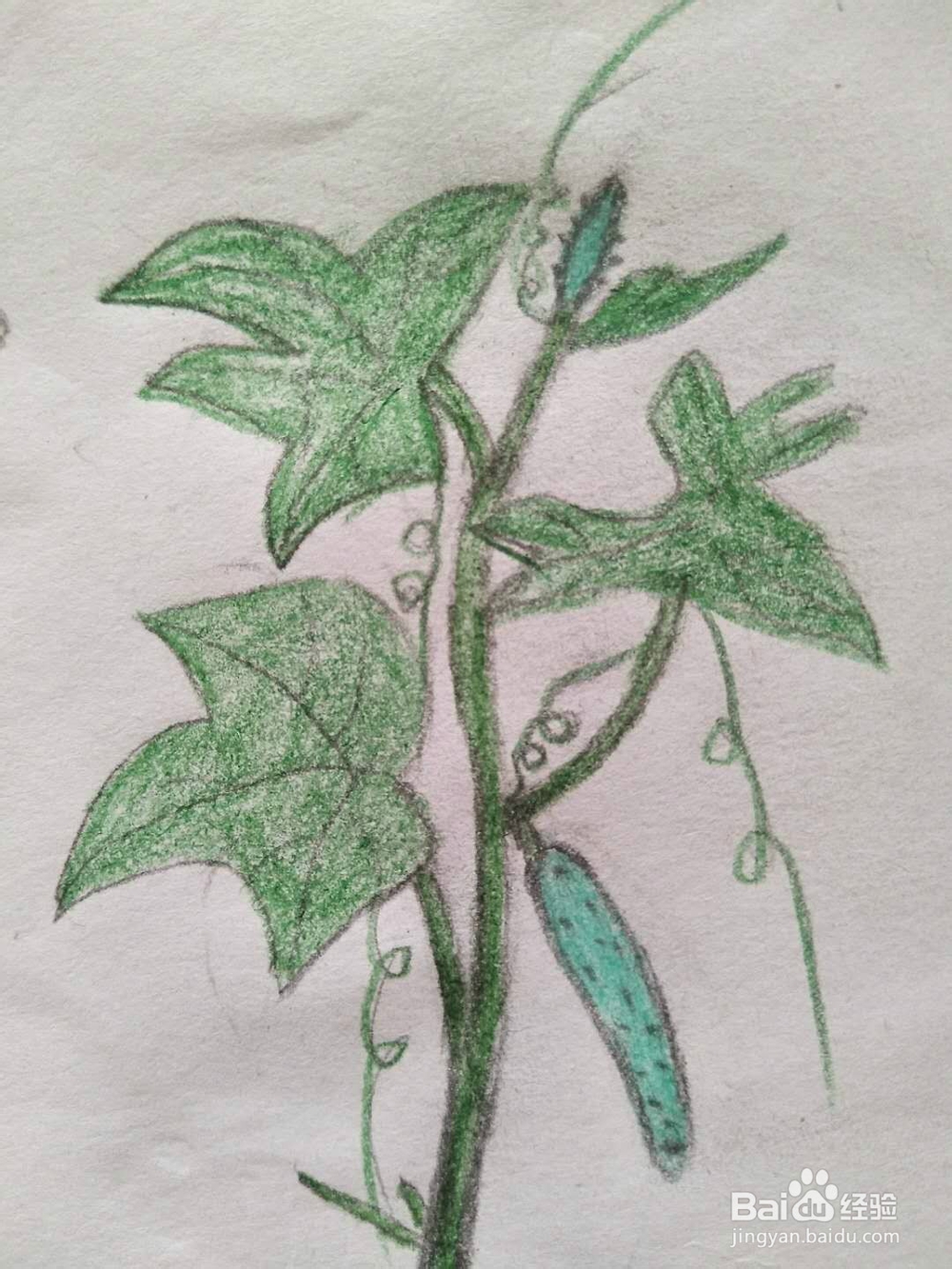 简笔画黄瓜怎么画呢