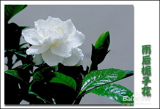 栀子花叶子发黄原因分析