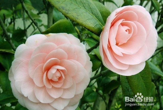 怎样养殖山茶花