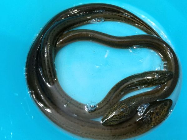 家常菜红烧黄鳝鹌鹑蛋