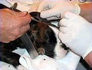 怎样给狗狗裁耳