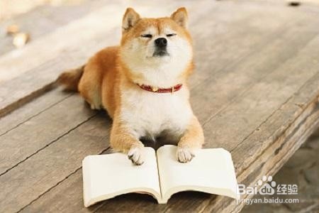 舔狗与暖男的区别