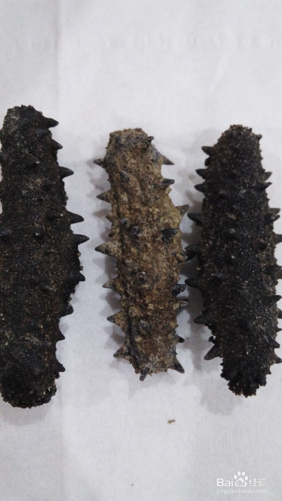 如何区分干海参的好坏