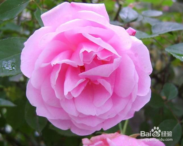 月季树的嫁接方法及之后的管理？