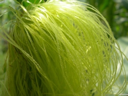 玉米须的功效与作用包括什么