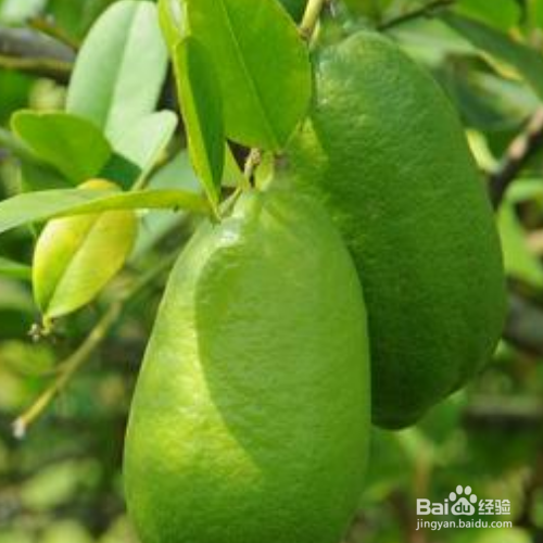香水柠檬的培育方法和注意事项