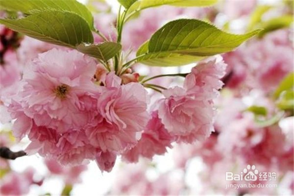 樱花应该怎么养