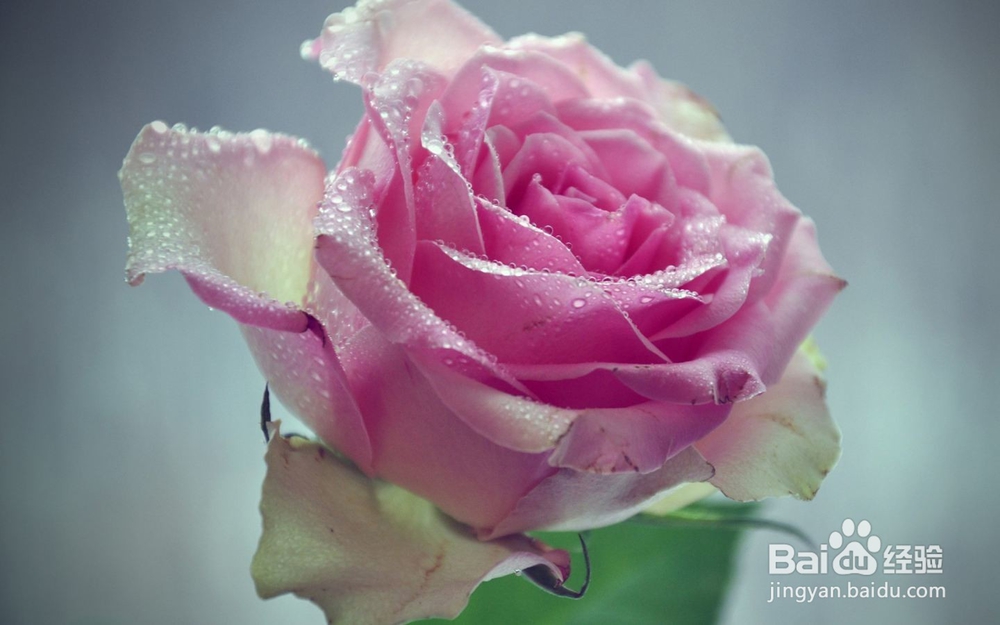 情侣间吵架和解的5个小妙招