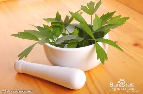 香草播种知识简介之野花薄荷、圆叶当归