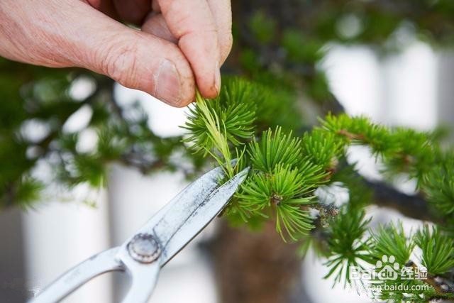 如何修剪盆景简单好看