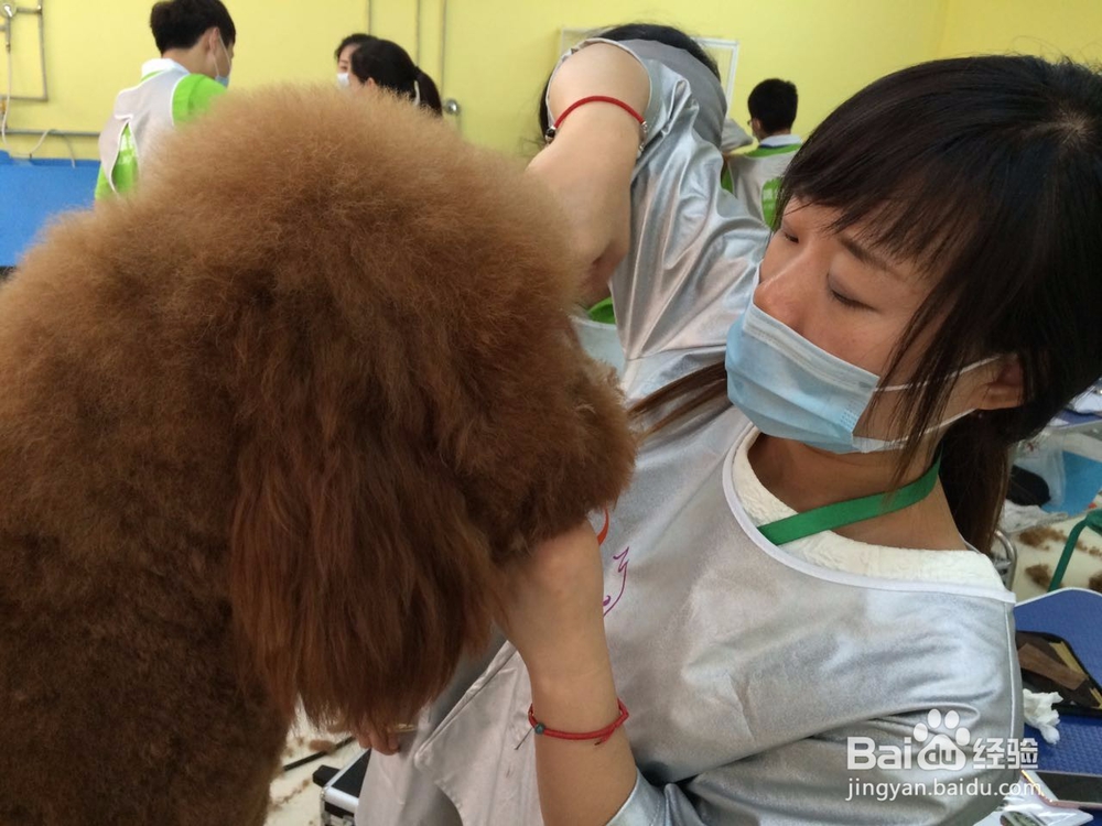 学宠物美容要准备什么吗