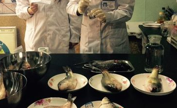 如何挑选新鲜的鱼呢?