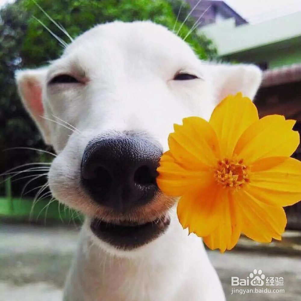 怎么引导狗狗定点大小便