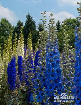 如何养殖草本植物飞燕草？