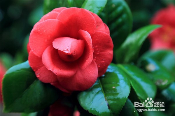 山茶花的养殖方法和注意事项都有什么?