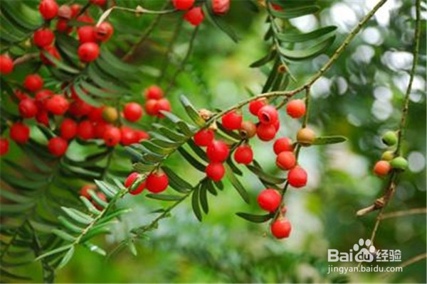 红豆杉的养殖方法和注意事项有什么?