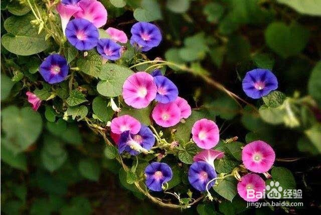 植物的窗帘你见过吗?这些绿植能满足你!