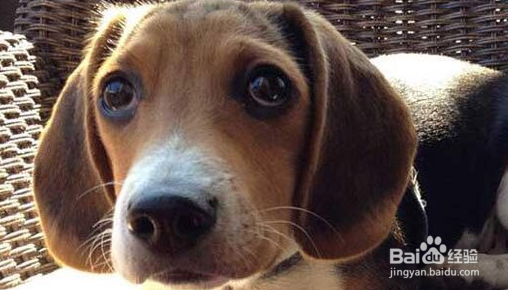 米格鲁猎兔犬的生活习性