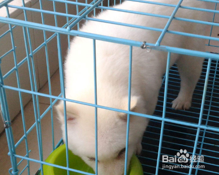 如何让萨摩进笼睡觉