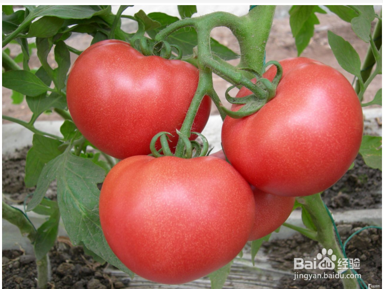 四季皆宜家常菜--红三剁