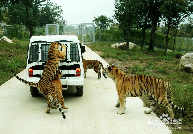 古城西安旅游之秦岭野生动物园