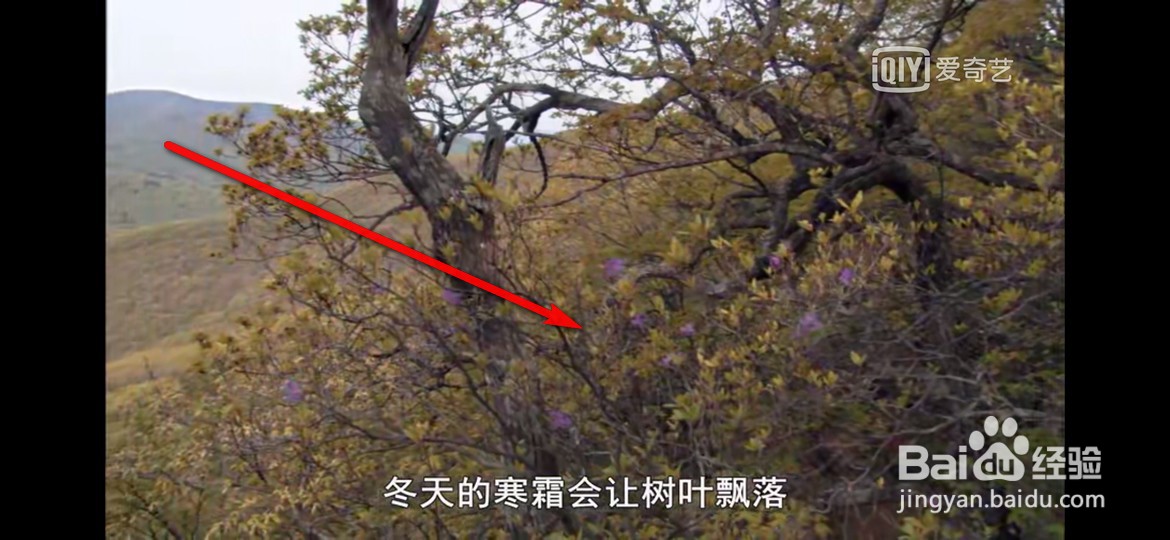 爱奇艺视频怎么满屏播放