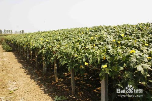 丝瓜水如何保存