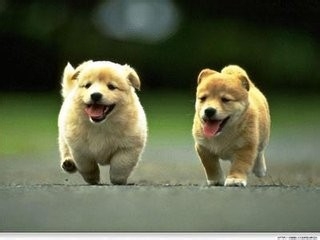 在小区内怎样饲养宠物狗呢?