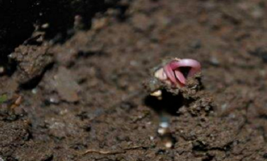 玫瑰种子怎么种