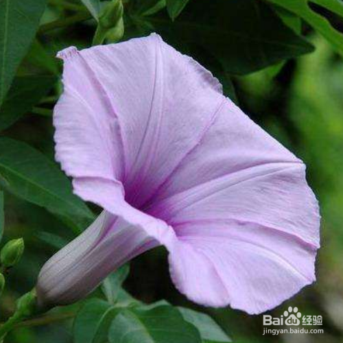 五爪金龙怎么养?