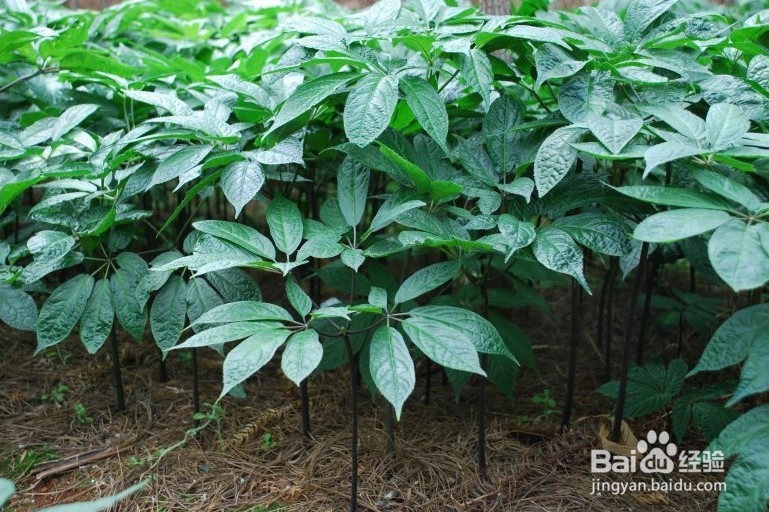 月经后吃什么补血？