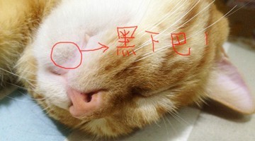猫喵“黑下巴”健康小贴士