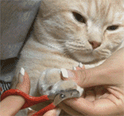 家庭和谐养猫,这些你都做对了吗?