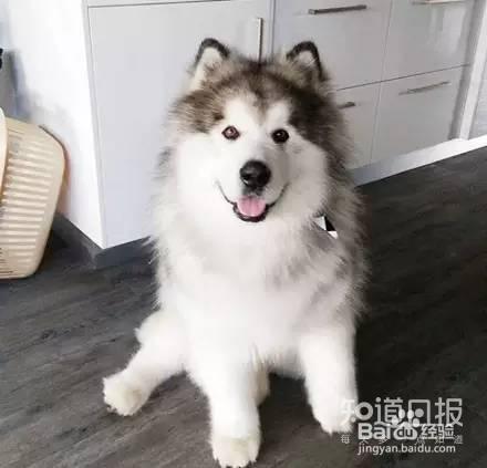 狗狗吃什么狗粮好