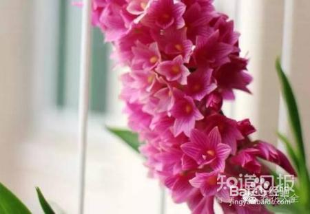 100种兰花品种图鉴，花开瞬间，艳冠群芳！