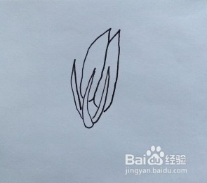 菠菜怎么画？