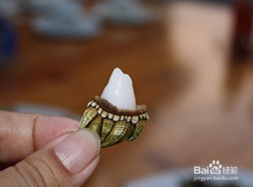 狗爪螺怎么吃 百度经验