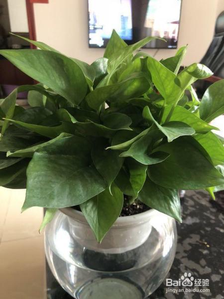 绿萝富贵竹,冬天养瓶里一丢,这样水培呼呼长根!