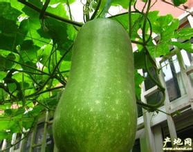 常见食物的美容功效