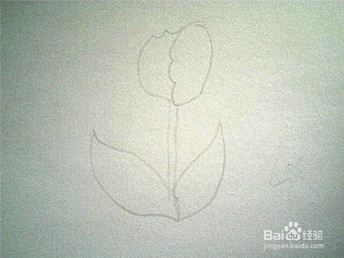 简笔画郁金香的画法: