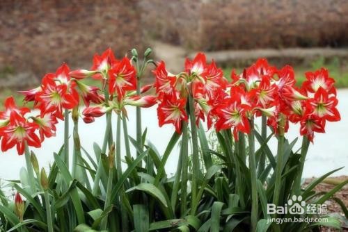 朱顶红的养殖方法和注意事项