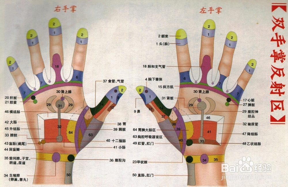 手足按摩治疗百病：[1]手足穴位