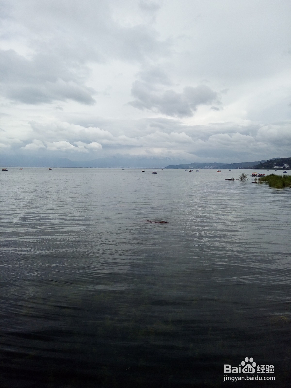 云南最美玉溪抚仙湖之樱花谷湿地公园情侣约会旅