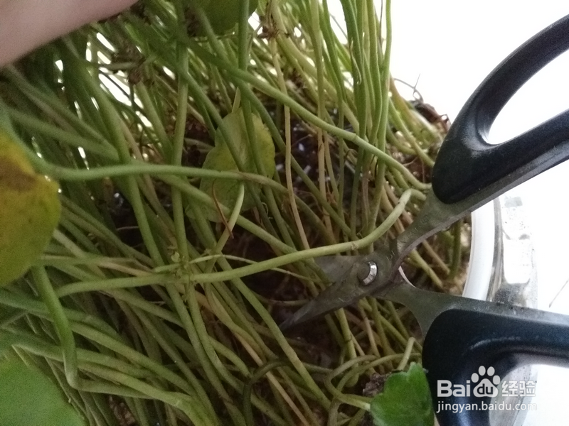 水培铜钱草长的不好怎么办